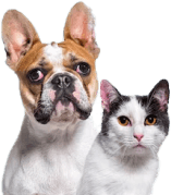 Dog Harness-Neoprene Comfort Liner-Orange