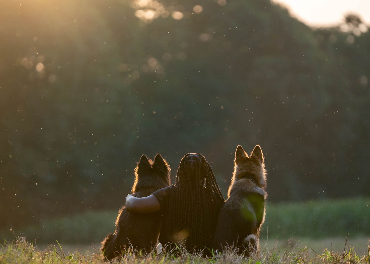 From Quantity to Quality: Reclaiming Pedigree Breeding in Tanzania